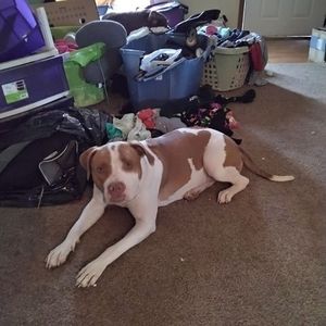 Meet your Posher, Missr